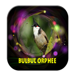 Sonnerie oiseau bulbul orphee icône