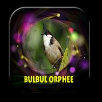 Sonnerie oiseau bulbul orphee Affiche