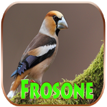 Suono Frosone HD 2017