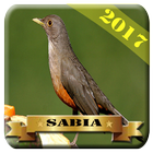 Cantos de Sabiá 2017 icon