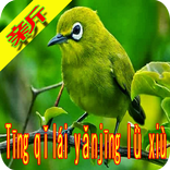 Kanzen'na tori no oto 2017