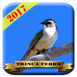 Cantos de Trinca Ferro HD 2017