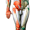Coxofemoral2