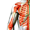 Shoulder2 APK