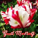 Best Good Morning & Good Night Images APK