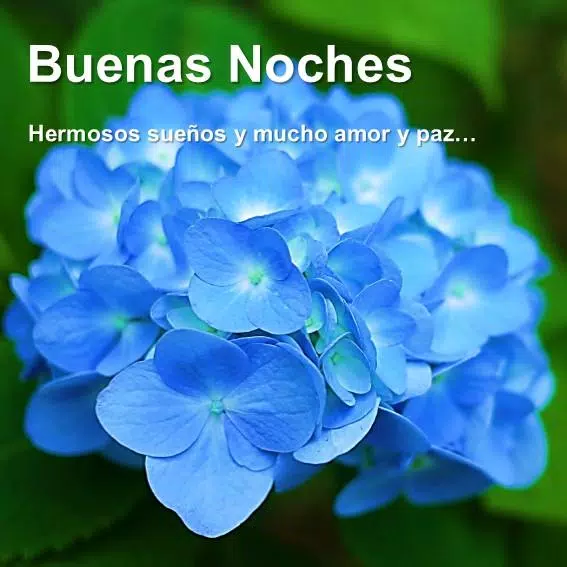 Imagenes De Flores Con Frases De Buenas Noches APK do pobrania na Androida
