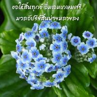 อรุณสวัสดิ์ตอนเช้า Affiche