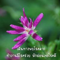 อรุณสวัสดิ์ตอนเช้า تصوير الشاشة 2