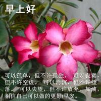 Beautiful Good Morning Flower Pictures & SMS capture d'écran 2