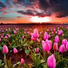 آیکون‌ Good Morning Life Quotes