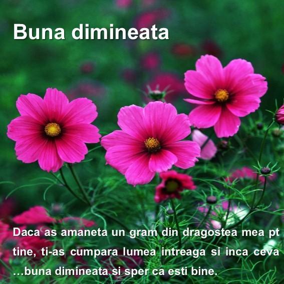 Poze Buna Dimineata Dlya Android Skachat Apk