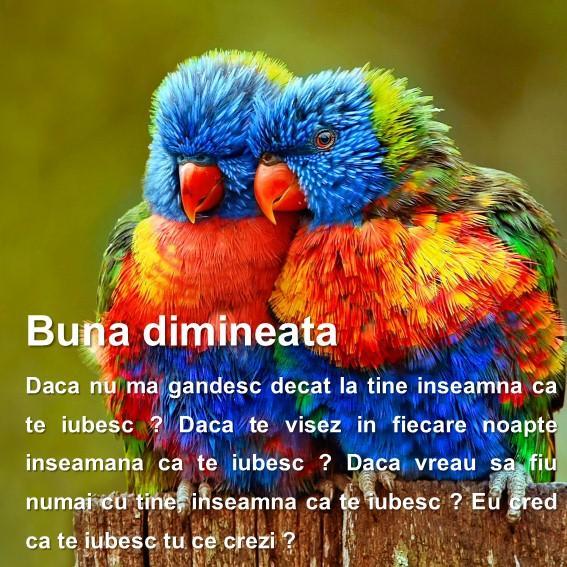 Poze Buna Dimineata For Android Apk Download