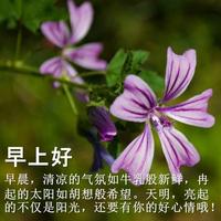 早上好：美丽的花 capture d'écran 3