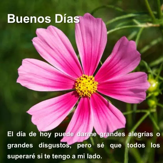  Imágenes De Flores Con Frases De Buenos Días APK for Android Download