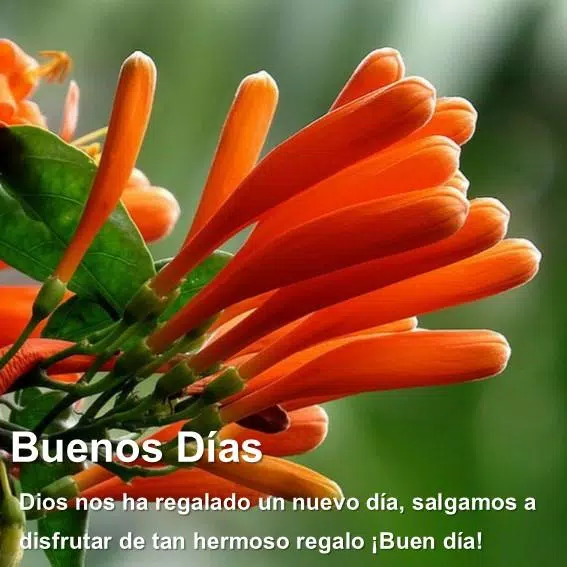  Imágenes De Flores Con Frases De Buenos Días APK untuk Unduhan Android