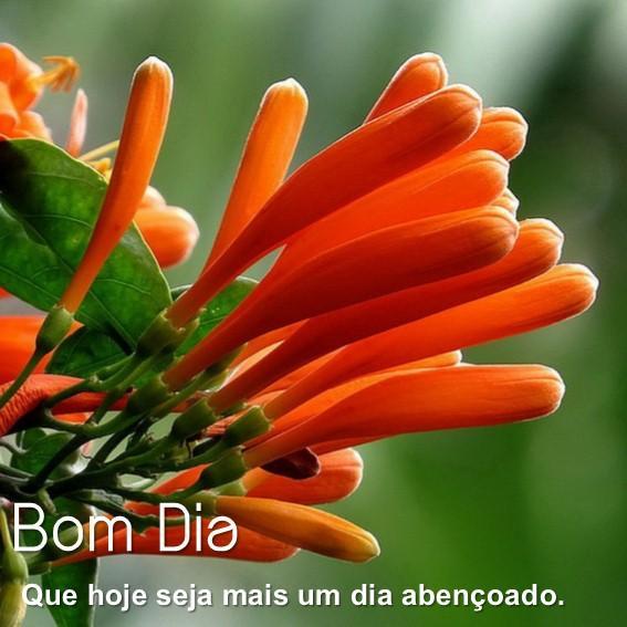 Hansine Kleist: Good Morning Flowers For Her In Portuguese / Good ...