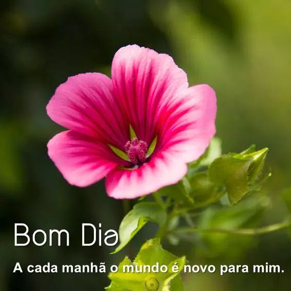 Bom dia flor do dia APK للاندرويد تنزيل Bom dia flor do dia APK للاندرويد تنزيل