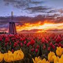 Good Morning Messages with Images APK