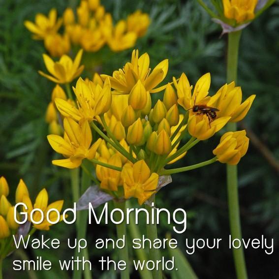 64+ Gambar Bunga Good Morning Terlihat Keren 64+ Gambar Bunga Good Morning Terlihat Keren