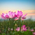 Romantic Good Morning & Good Night SMS