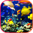 Fishes Wallapaper APK