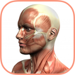 Learn Human Anatomy parts grey and physiology
