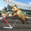 Crazy Cat Racing