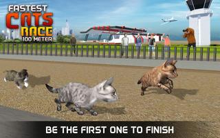 Fastest Cats Race - 100 Meter Cartaz