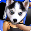 What dog? APK