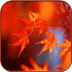 Autumn Wallpaper أيقونة