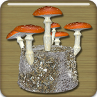 The Shroom Room icon