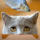 Cat hunts for fish APK