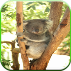 Free Fun Koala Game for Kids icône