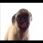 Dog licks screen LWP иконка