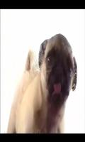 Dog licks screen LWP capture d'écran 1