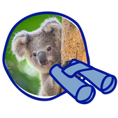 Koala Counter icon