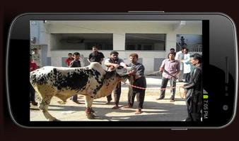 Qurbani Videos স্ক্রিনশট 2