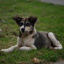 Nice Dog Live Wallpaper APK