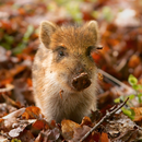 Bacon Nom Live Wallpaper APK