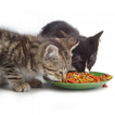 Cat Food Live Wallpaper