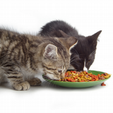 Cat Food Live Wallpaper icône