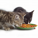 Cat Food Live Wallpaper APK