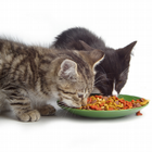 Cat Food Live Wallpaper 图标