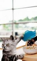 Cat Food Live Wallpaper Affiche