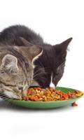 Cat Food Live Wallpaper 스크린샷 1
