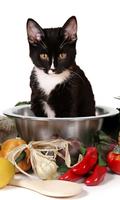 Cat Food Live Wallpaper 스크린샷 2