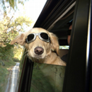 Cool dog Live Wallpaper APK