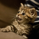 Excuse me cat Live Wallpaper APK