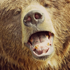 Hungry Hungry Bear Live WP icon