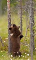 Hide and Seek Bears LWP capture d'écran 3